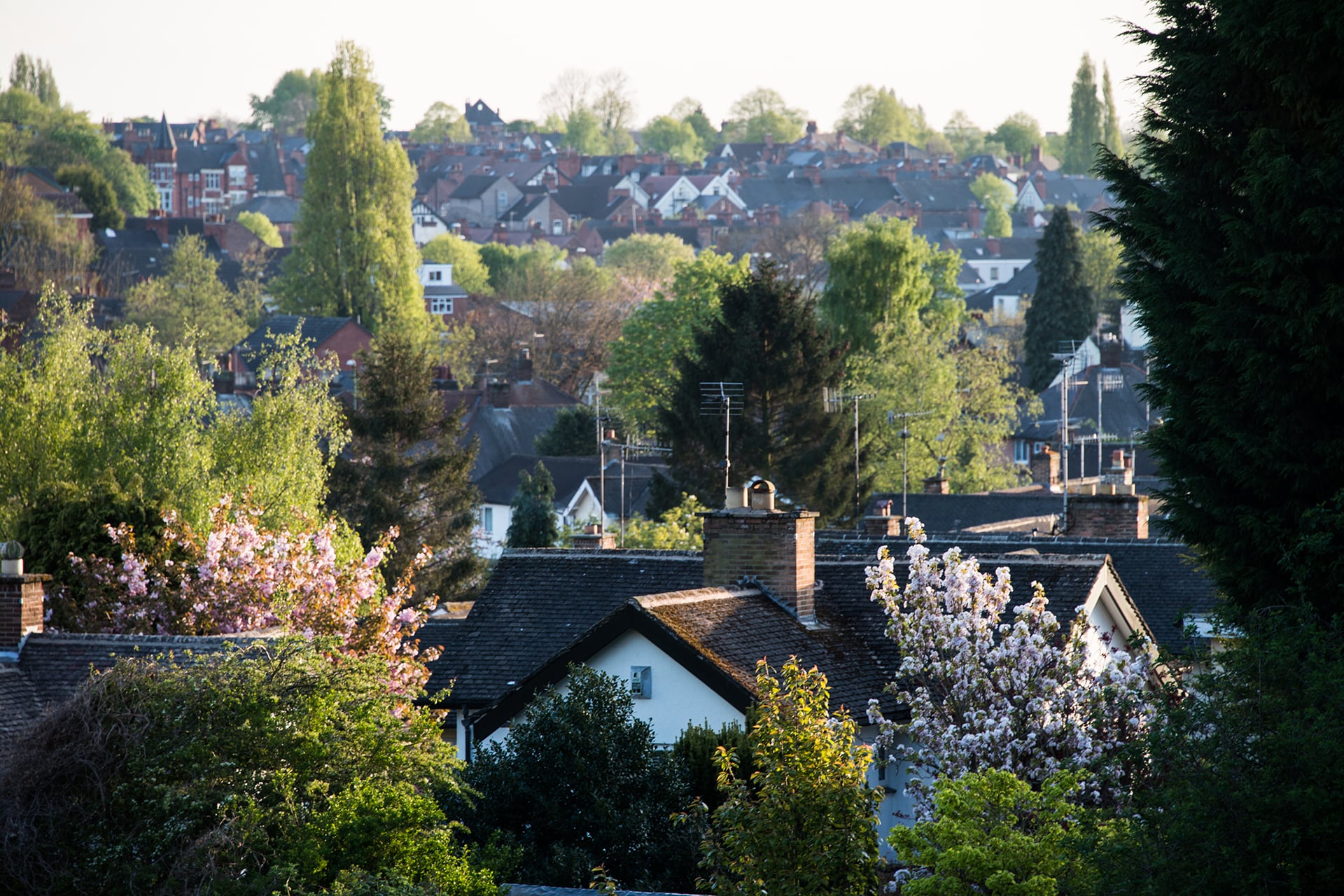 Trees in between the houses